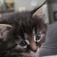 Pixie Cat