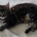 Pixie Cat
