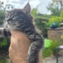 Pixie Cat