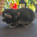 Pixie Cat