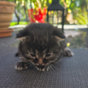 Pixie Cat