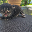 Pixie Cat