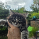 Pixie Cat